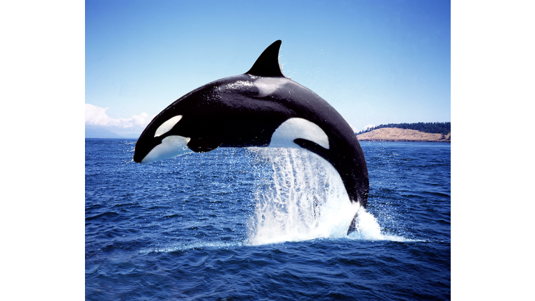 Killer Whale, orcinus orca, Adult Breaching, Channel near Orca's Island