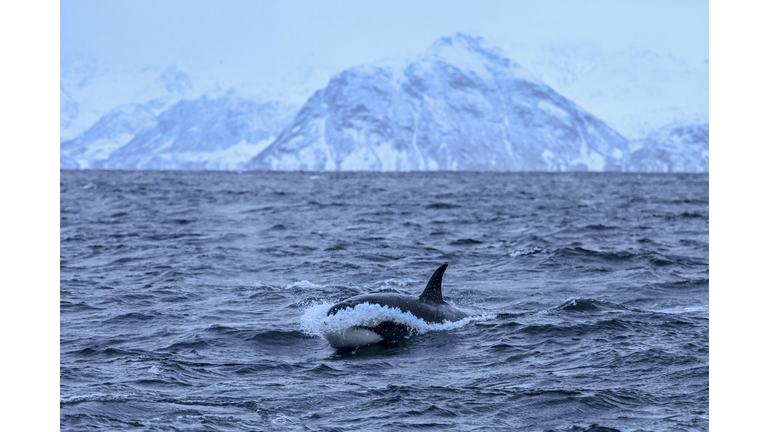 NORWAY-ARCTIC-ENVIRONMENT-ANIMALS-ORCAS