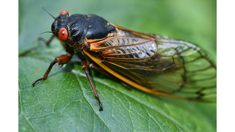 US-ENVIRONMENT-NATURE-ANIMAL-CICADA