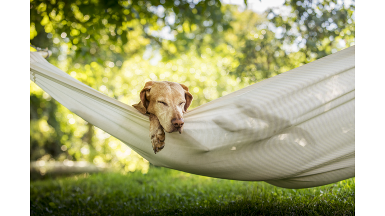 Dog in hammock