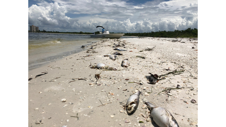 FWC: Fish Kills Have Been Reported in Both Counties. Red Tide Found in: 11 Samples in Manatee and 12 Samples in Sarasota 