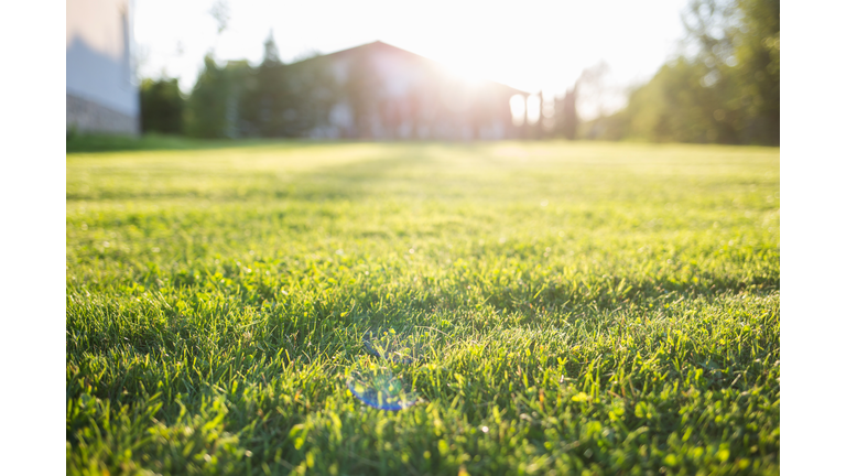 green lawn at home. On a Sunny summer day.