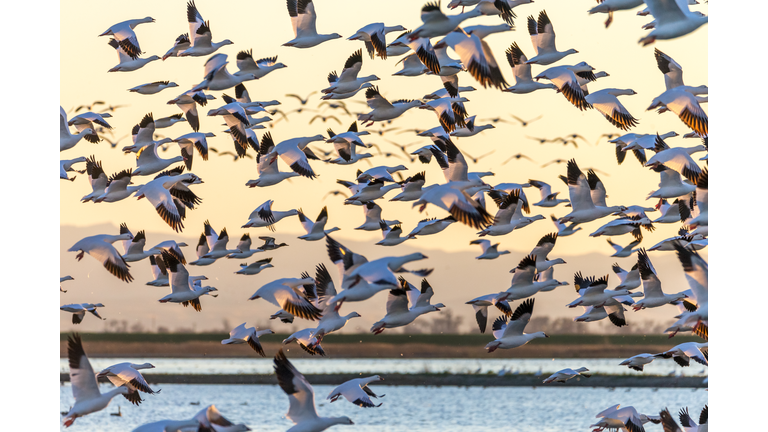 Flock of  Geese Flying 