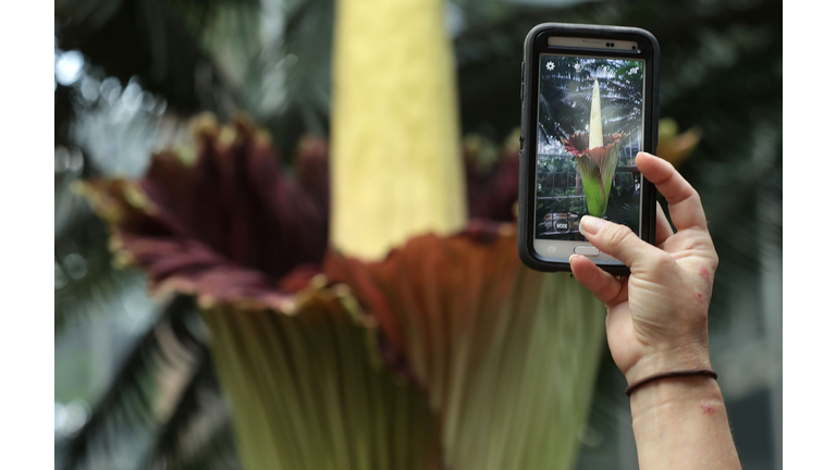 "Corpse Flower"  Blooms In D.C. Spreading Its Stink And Drawing In Tourists To Botanical Gardens