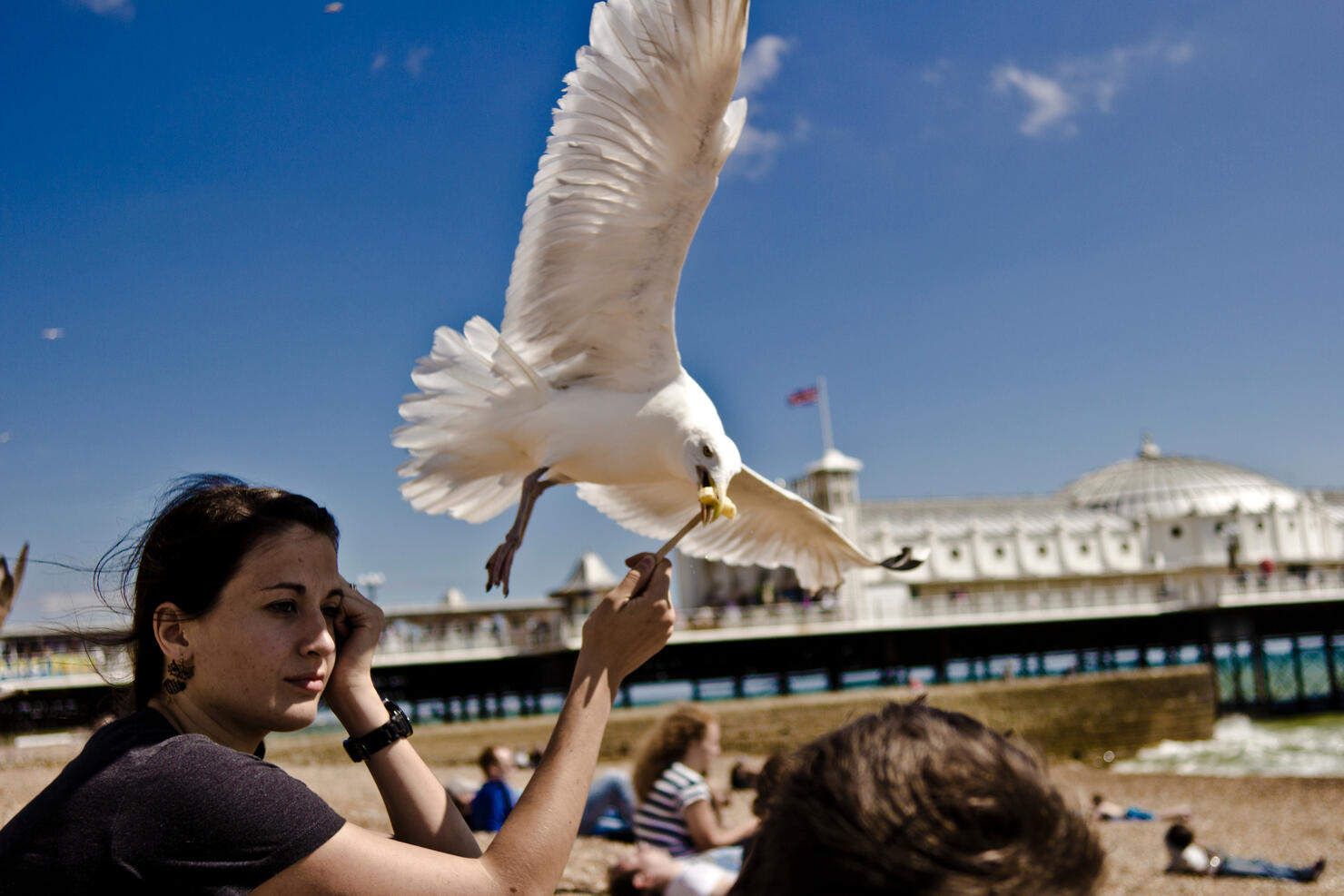 View Of A Seagull Stealing Chip