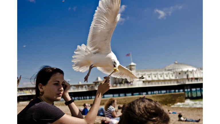 View Of A Seagull Stealing Chip