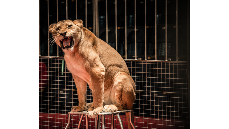 Gorgeous roaring lioness sitting in a circus arena cage