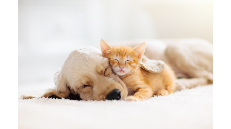 Cat and dog sleeping. Puppy and kitten sleep.