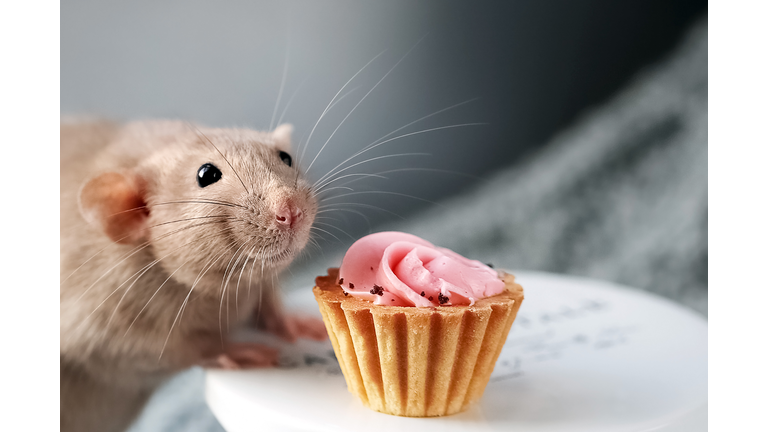 Cute smiling fancy pet rat and festive cake with soft pink cream swirl in front of grey background with copy space.