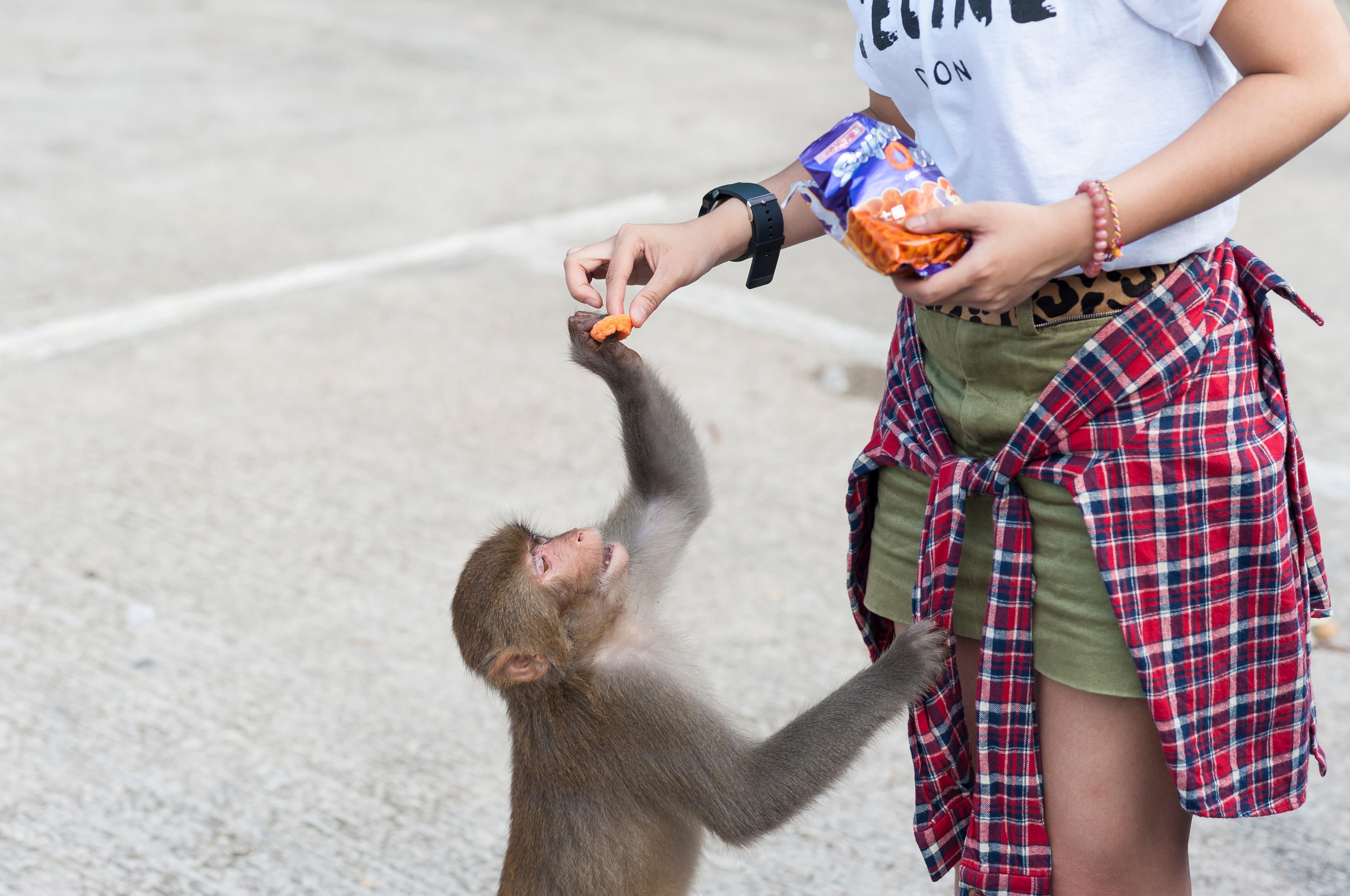 feeding monkey toy