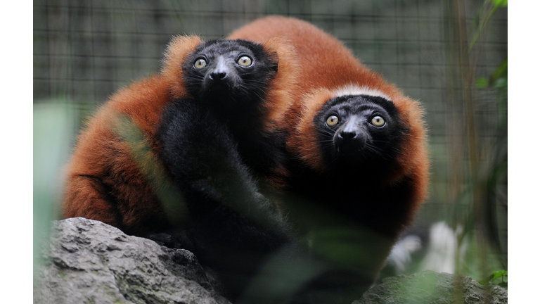 (File photo of two Red Ruffed Lemurs)