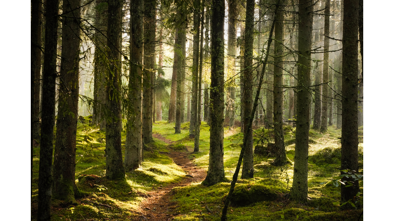 A narrow path through spruce forest in evening light with fog in summer