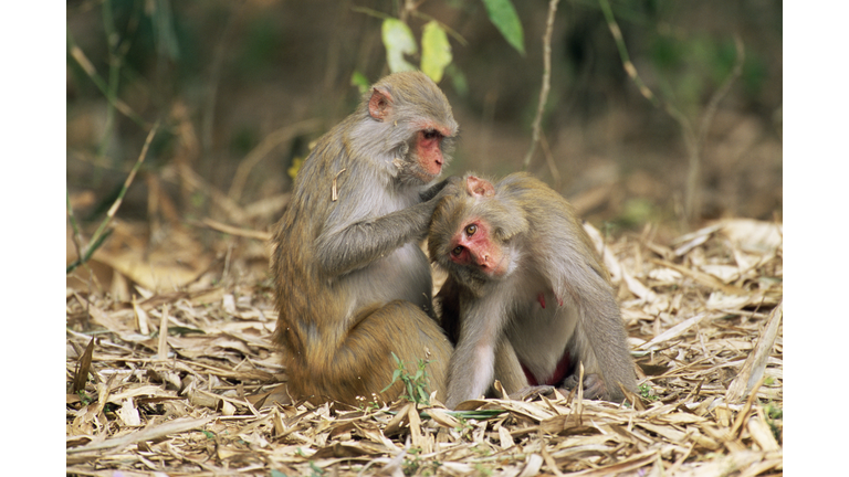 Rhesus macaque (Macaca mulatta) grooming another rhesus macaque