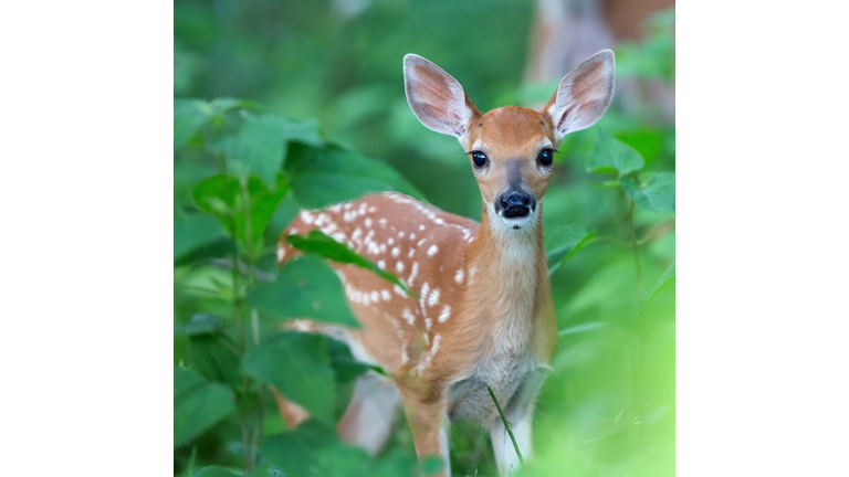 Fawn closeup