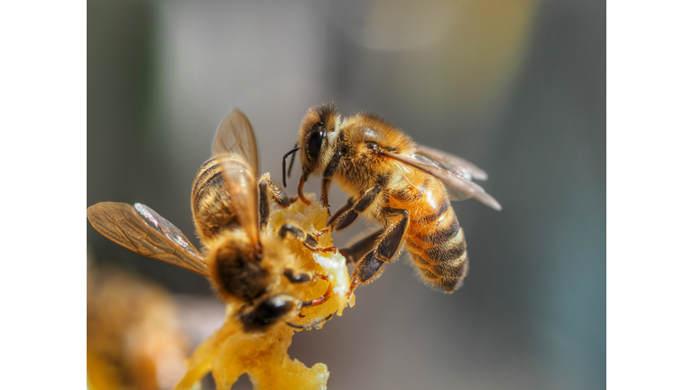 Close-Up Of Bees.