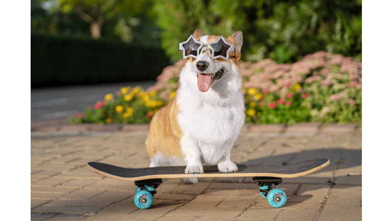 cute dog puppy redhead  pembroke welsh corgi, dressed in star-shaped sunglasses, standing  a skateboard on the street for a summer walk in the park, smiling, sticking out his tongue