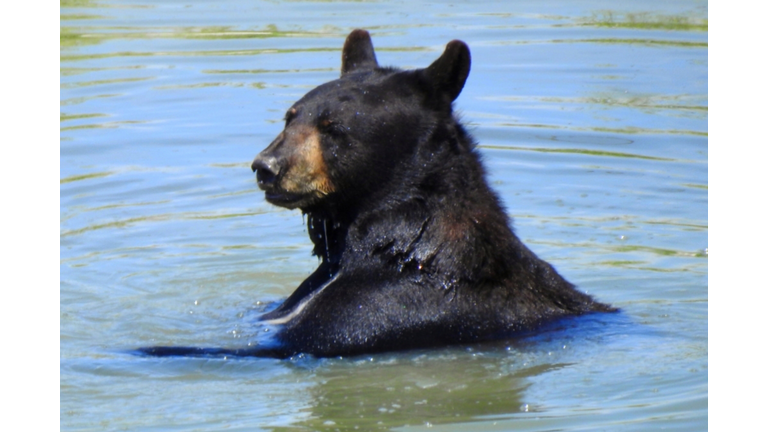 Black bear in the water