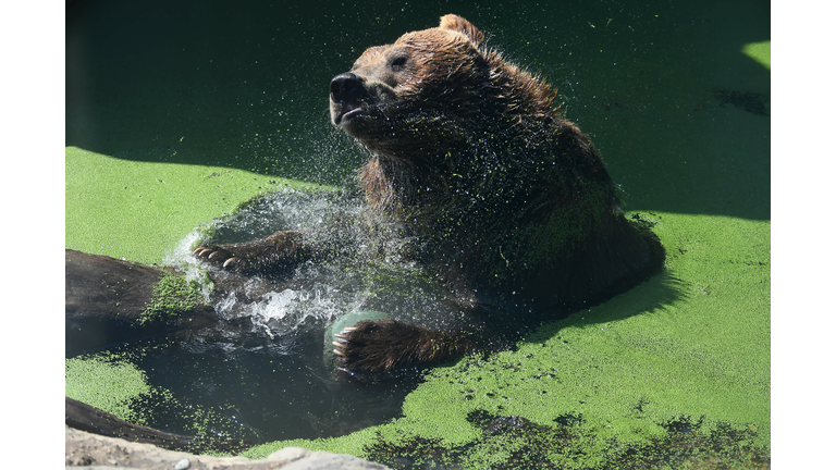 HUNGARY-ANIMAL-ZOO