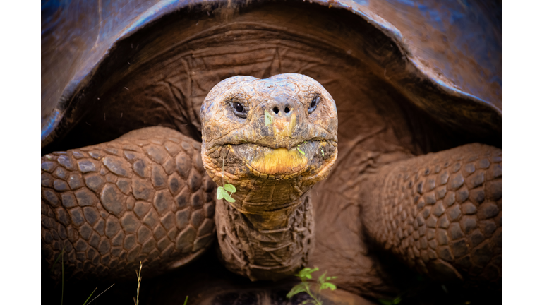 Galapagos giant tortoise