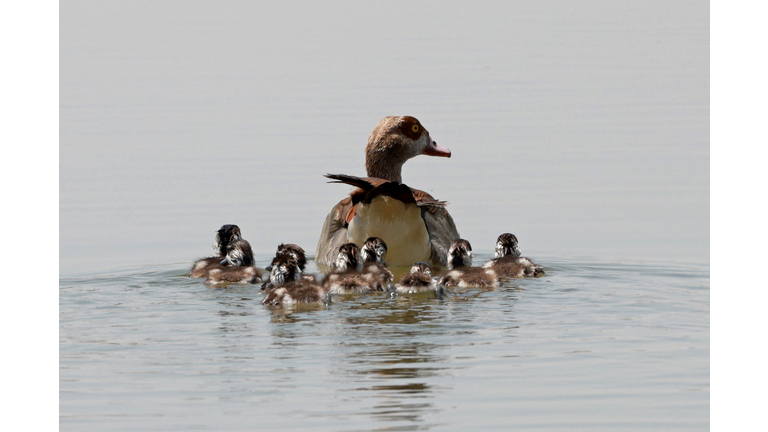 UAE-NATURE-BIRDS