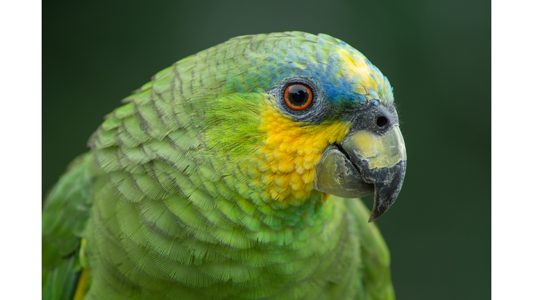parrots (amazon aestiva) in close up