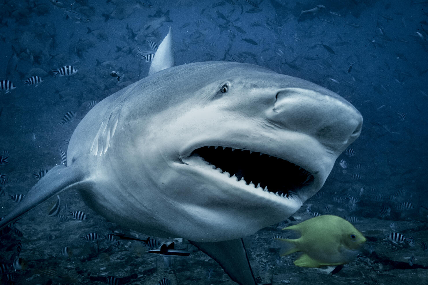 Bull shark (Carcharhinus leucas), swimming towards camera, underwater view, Beqa Lagoon, Beqa, Fiji