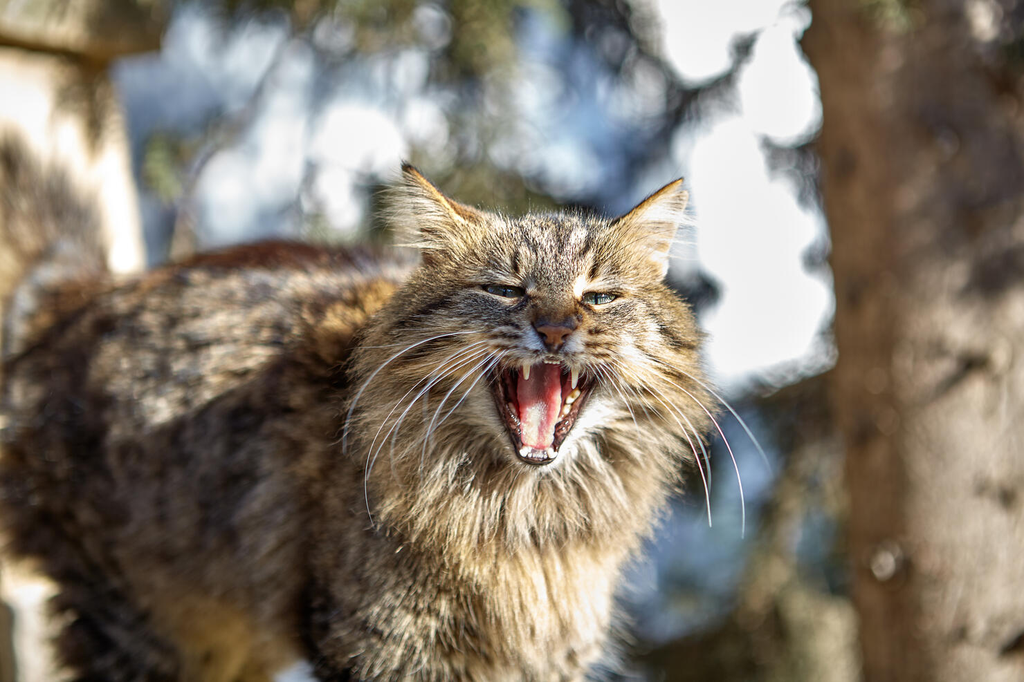 Angry best sale feral cat