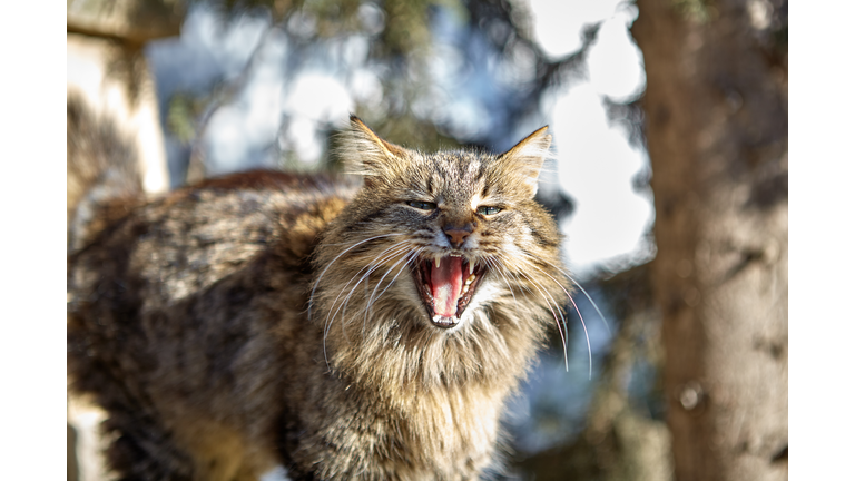 Fluffy stray cat meows on the street.