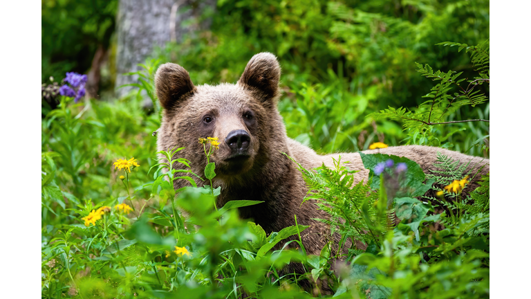 Majestic brown bear standing in greenery and observing surrounding.