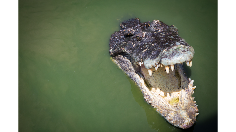 This is a picture of a saltwater crocodile for message
