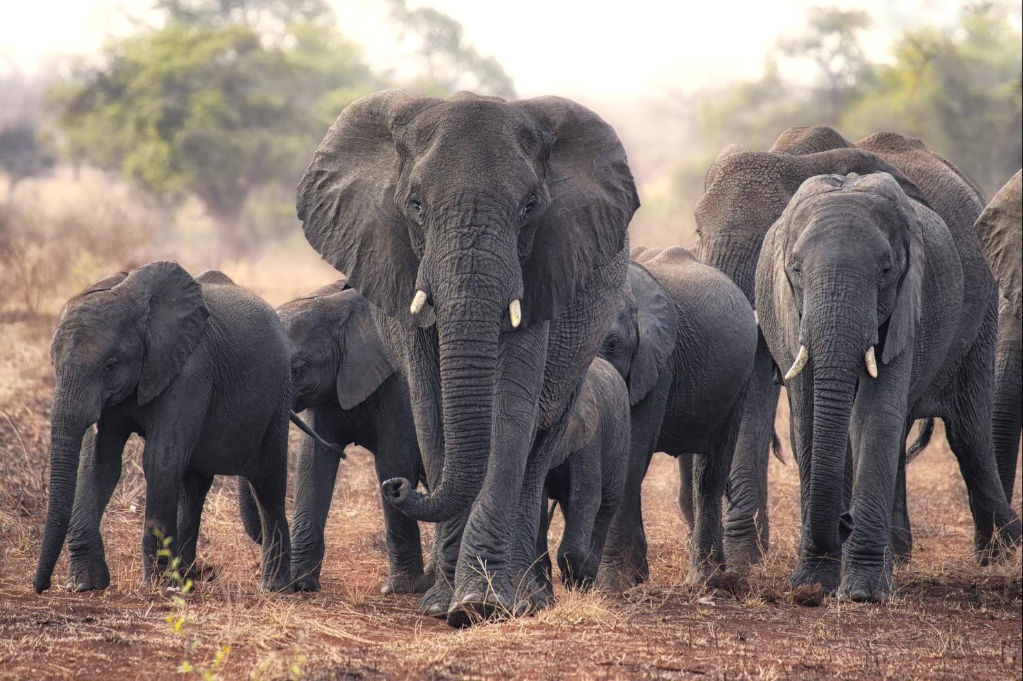 Herd of walking elephants, South Africa