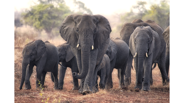 Herd of walking elephants, South Africa