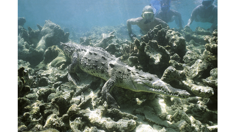 American saltwater alligator with divers.