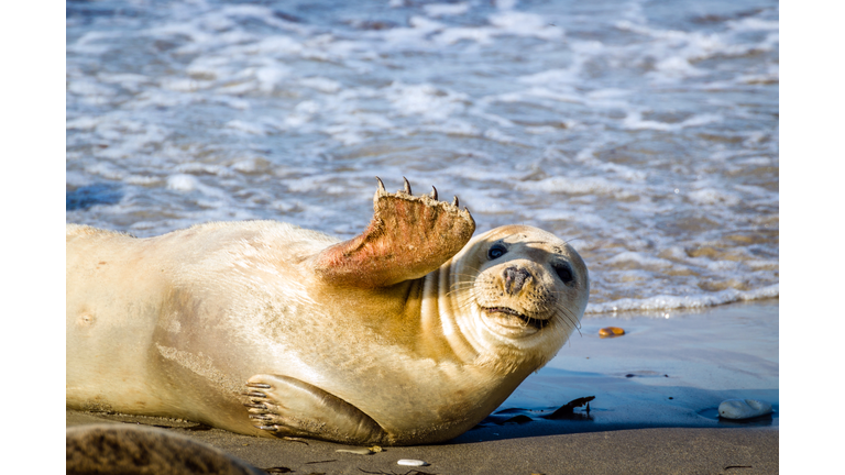 Young seal smiles and waves