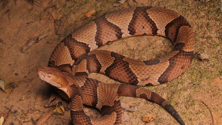 Look Out It S Baby Copperhead Season In Tennessee 1075 The River Jonathan