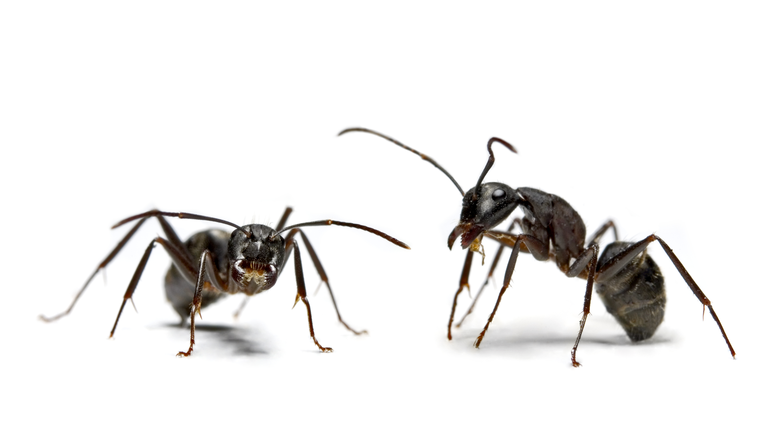 Close-up of two ants, studio shot