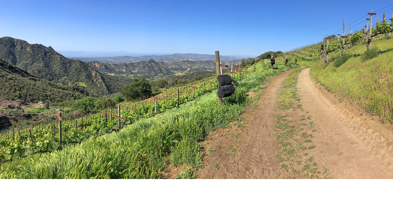 Panoramic view of the Southern California Wine Country