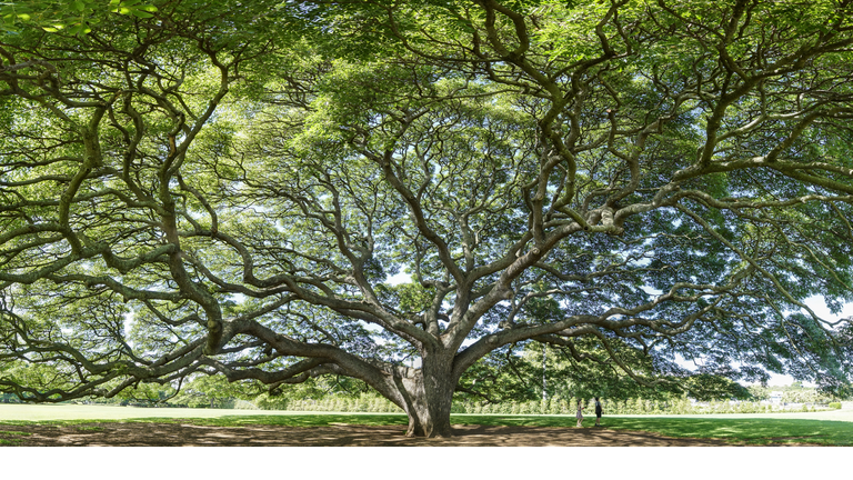 Old tree with beautiful branch