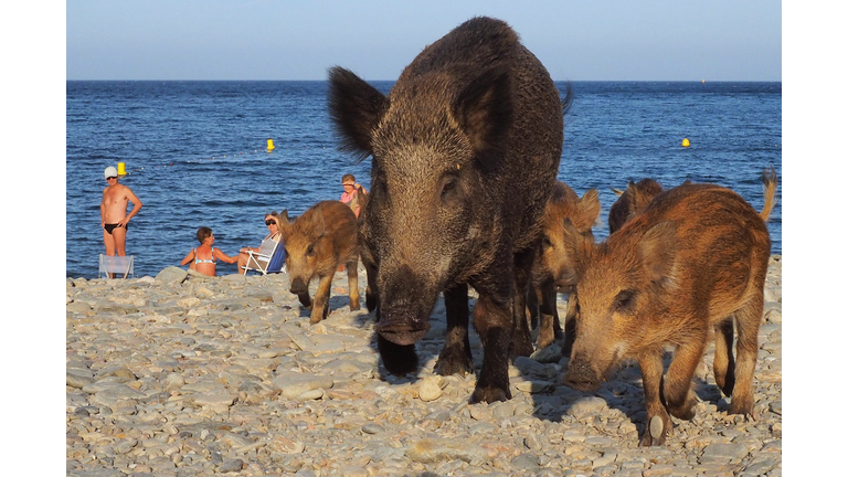 FRANCE-ANIMAL-OFFBEAT