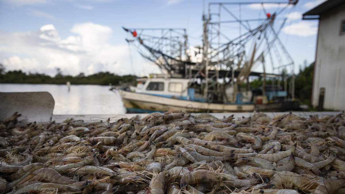 Shrimp season officially opens in coastal waters 94.1 The
