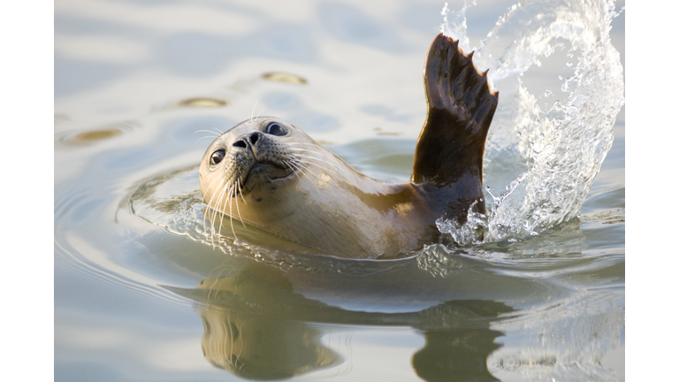 Harbour seal