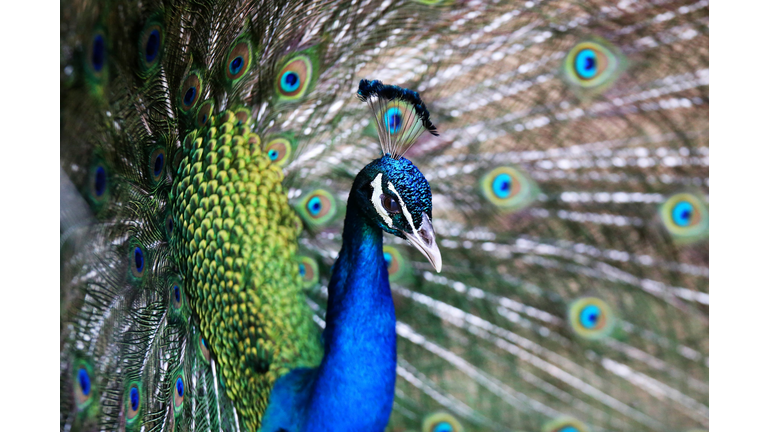 KUWAIT-ANIMAL-ZOO