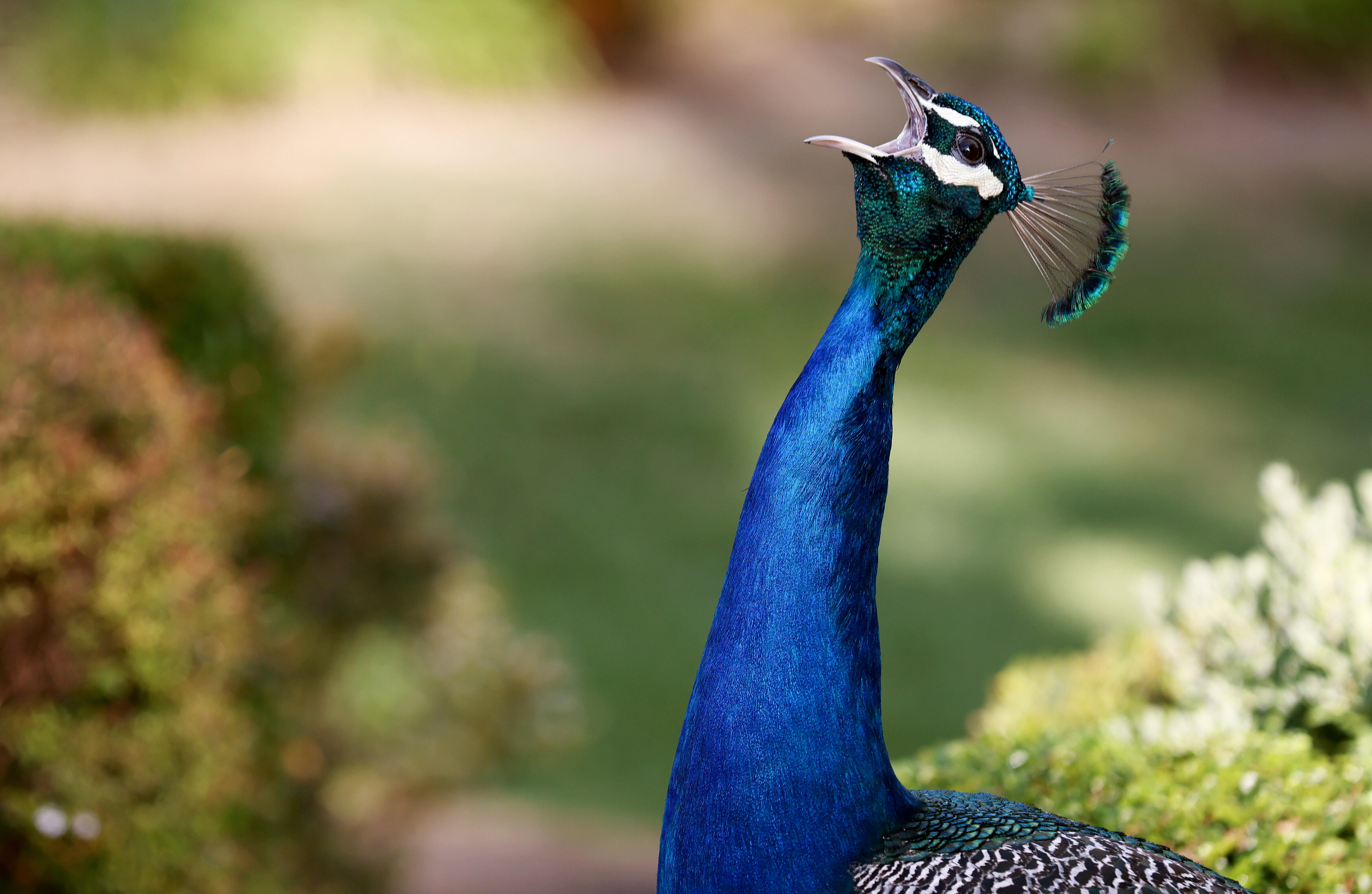 Wild Peacocks Terrorizing La Residents Prompting Call To Ban Feeding Them Iheart 