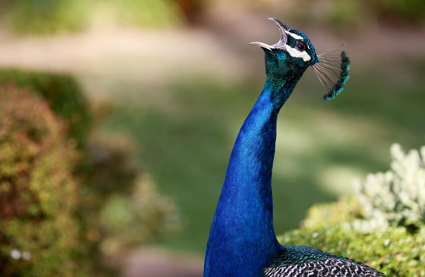 Colorful And Loud Peafowl Prove Controversial Addition To Some Los Angeles Neighborhoods