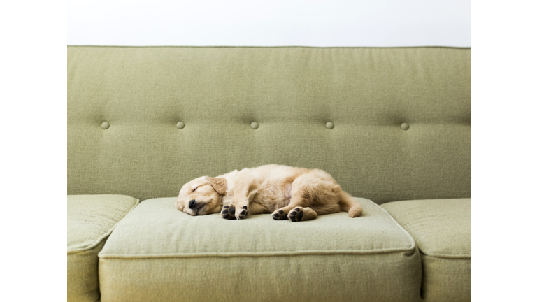 Puppy sleeping on sofa