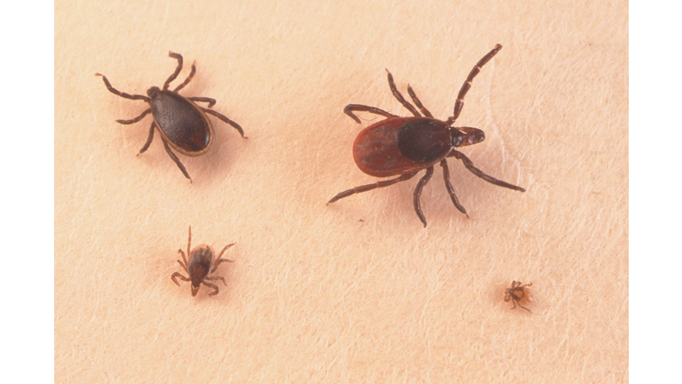 Close Up Of An Adult Female An Adult Male Nymph And Larva Tick Is Shown June 15 2001