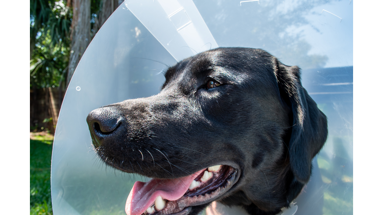 Dog wearing collar cone after surgery, black Labrador retriever canine, outside in the yard, closeup