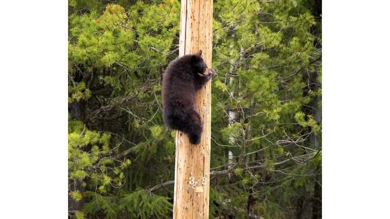 Young black bear (ursus americanus) climbing telephone pole to escape traffic, British Columbia, Canada