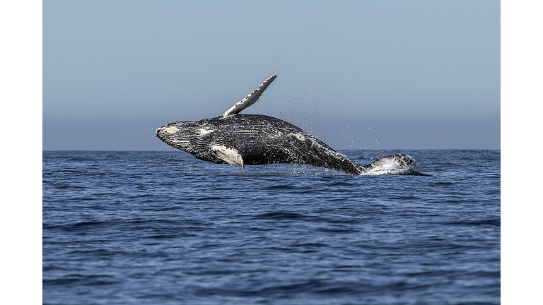 TOPSHOT-MEXICO-TOURISM-WHALE