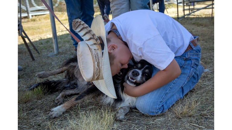 us-animal-sheepdog-competition